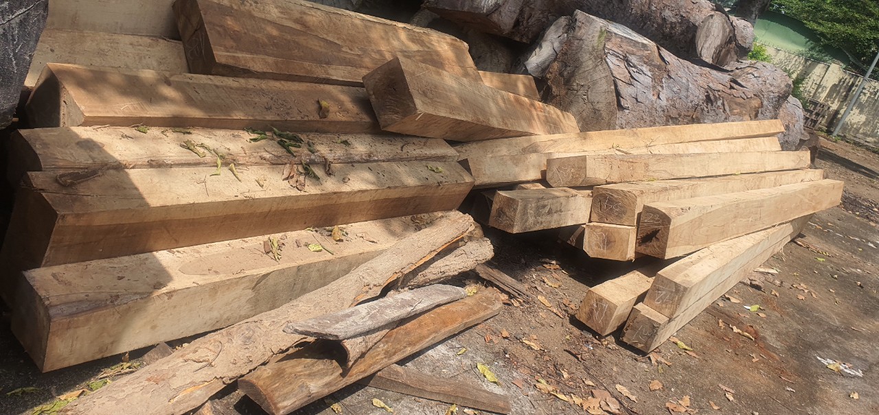 Đội Kiểm lâm cơ động và phòng cháy chữa cháy rừng số 1 phối hợp kiểm tra, truy quét và xử lý các hành vi vi phạm trong lĩnh vực Lâm nghiệp.